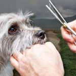 Hill’s y Seresto: Nutrición y protección para perros y gatos de la mano de Invetsa