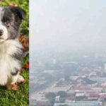 Anemia en perros: apoyo terapéutico, causas, diagnóstico y tratamiento esencial para la salud de tu mascota