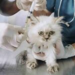 Dormir con tu mascota mejora tu salud emocional