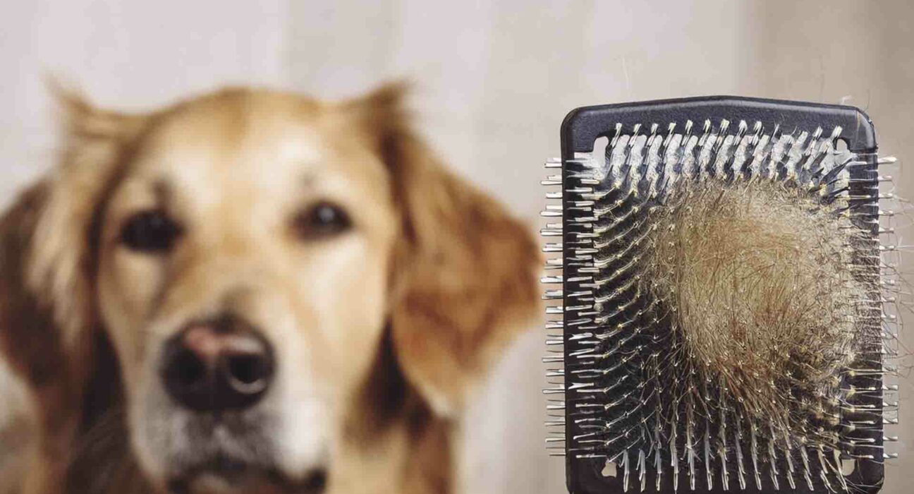 Caída de pelo en perros