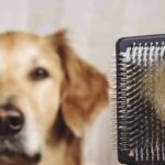Prevenir la peritonitis infecciosa felina: clave para combatir una enfermedad común y grave