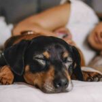 Prevenir la peritonitis infecciosa felina: clave para combatir una enfermedad común y grave