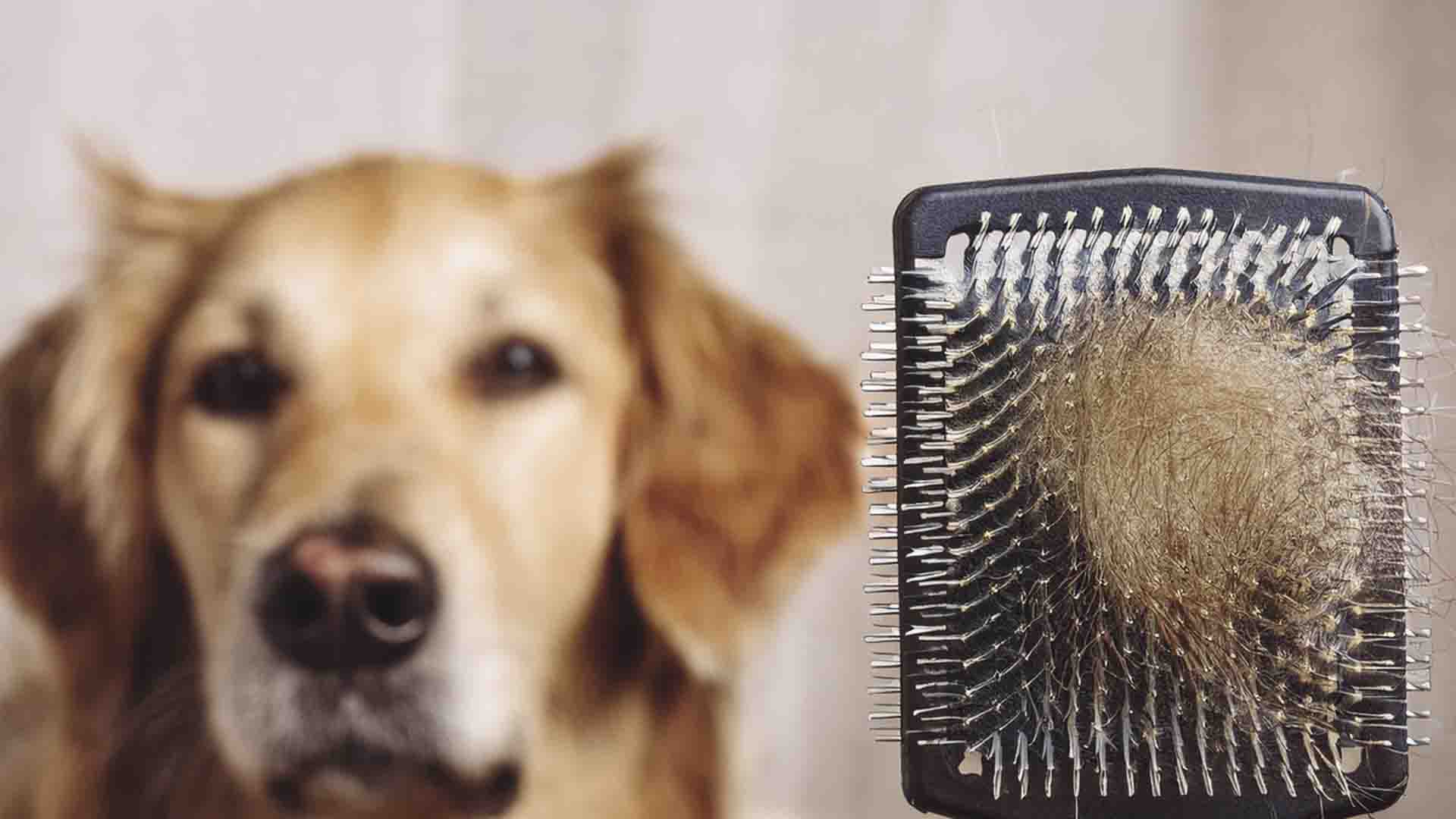 Caída de pelo en perros
