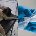 Cómo actuar en casos de intoxicación de nuestras mascotas