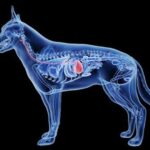 Hernias perineales en mascotas: causas, diagnóstico y tratamiento