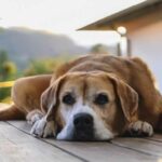 Hernias perineales en mascotas: causas, diagnóstico y tratamiento