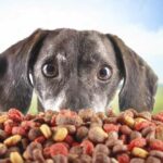 La nutrición cuidadosa es fundamental para las mascotas que sufren de enfermedades renales