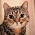Enfermedades renales en los gatos puede comenzar de manera silenciosa