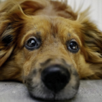 ¿Cómo cuidar a tus mascotas del humo?