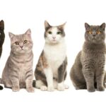Abordaje y diagnóstico de la disnea en gatos, puntos claves para una evaluación precisa