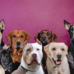 La tristeza por la muerte de una mascota: consejos para sanar y seguir adelante