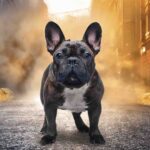 Diabetes Mellitus tipo II en gatos: la importancia de una dieta especializada para la salud felina