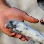 Dermatitis Atópica Canina: una enfermedad crónica que afecta la piel de los perros