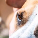 Cómo evitar que tu mascota sufra por los fuegos artificiales