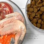 El rol de las pruebas de alergia en el diagnóstico y tratamiento de enfermedades dermatológicas en mascotas