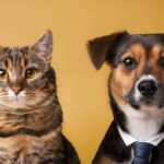El envejecimiento de los perros: cuidados específicos para su bienestar