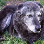 Organiza tu 2025: finanzas claras para el bienestar de tu mascota