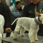 Hígado graso felino: causas, diagnóstico y tratamiento