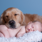 Cómo prevenir y tratar la intoxicación en perros y gatos