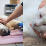 ¿Tu gato pasa mucho tiempo solo? Claves para mantenerlo entretenido