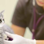 El impacto oculto de la dermatitis atópica canina: una carga emocional y económica para tutores y mascotas