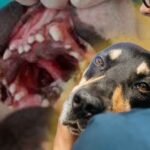 Minerales esenciales en la dieta de las mascotas: funciones y deficiencias