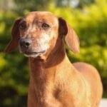 Minerales esenciales en la dieta de las mascotas: funciones y deficiencias