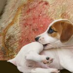 Fístula oronasal en perros: un problema grave que requiere cirugía