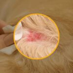 Proteinuria en felinos: un marcador clave en la detección temprana de enfermedades renales
