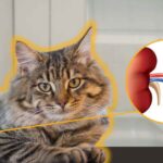 Cuidados esenciales para tener un conejo en casa