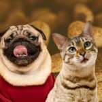 Fístula oronasal en perros: un problema grave que requiere cirugía