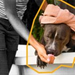 Proani exporta por primera vez alimento para animales menores al Perú