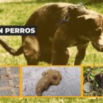 Lupus en perros: cómo identificar y tratar esta compleja enfermedad autoinmune