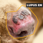 La calidad de las heces como indicador clave de salud en los perros