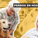 En el Día Mundial del Perro, reflexionamos sobre la tenencia responsable