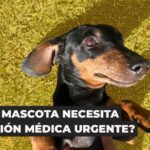 Francia inaugura un museo para perros, el segundo más grande del mundo