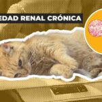 ¿Viste un perrito perdido? Esto podés hacer desde tus redes para ayudar