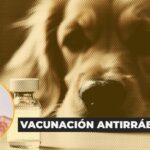 Lupus en perros: cómo identificar y tratar esta compleja enfermedad autoinmune