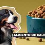 Vacunación antirrábica canina: una responsabilidad que salva vidas