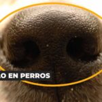 ¿Viste un perrito perdido? Esto podés hacer desde tus redes para ayudar