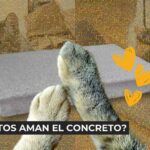 Taller de primeros auxilios para mascotas