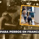 En hospitales del País Vasco, los pacientes ahora pueden recibir visitas de sus mascotas