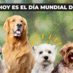 Ir al veterinario con tu mascota: cómo prepararte y qué llevar