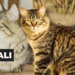 New Vets realiza su 6.ᵃ jornada de actualización con disertantes nacionales y casa llena