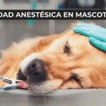 Adiós Petardo, el perrito símbolo de una lucha que marcó historia