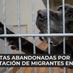 ¿Por qué el autocontrol en tu perro es clave para vivir en armonía?