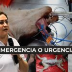 Nación ProAni: una fiesta solidaria que celebró a perros y gatos como parte de la familia
