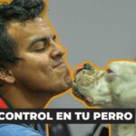 Urgencia y emergencia en veterinaria: diferencias que salvan vidas