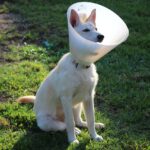 Nación ProAni: una fiesta solidaria que celebró a perros y gatos como parte de la familia