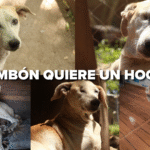 El perro salchicha más rápido del mundo volvió a ganar en Alemania